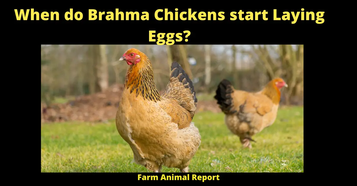 When do Brahma Chickens start Laying Eggs?