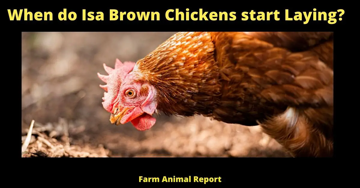When do Isa Browns Start Laying | Isa Brown (Prolific Egg Layers) 1