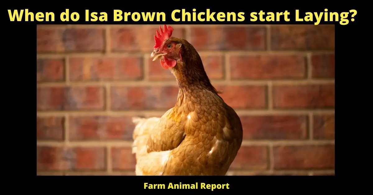 When do Isa Browns Start Laying | Isa Brown (Prolific Egg Layers) 2