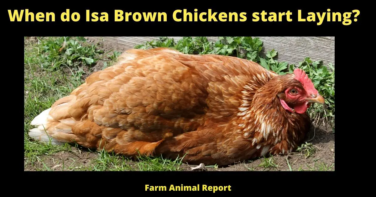 When do Isa Brown Chickens start Laying?