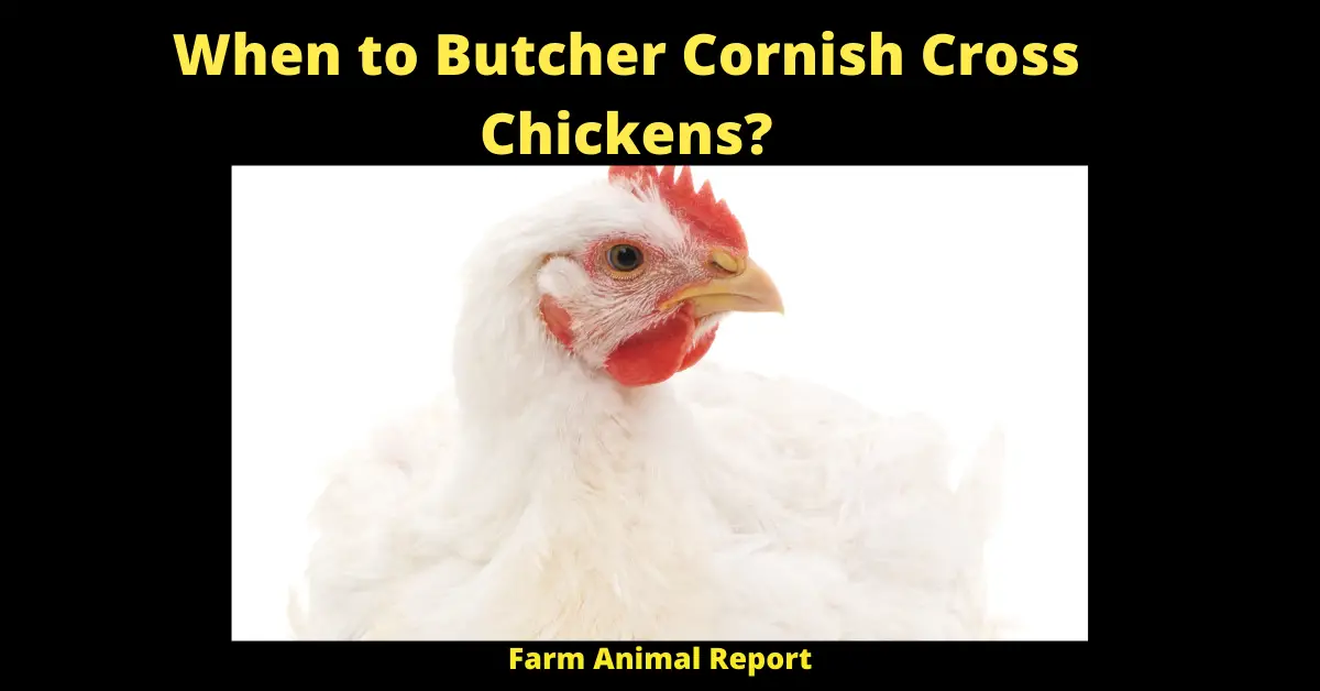When to Butcher Cornish Cross Chickens?