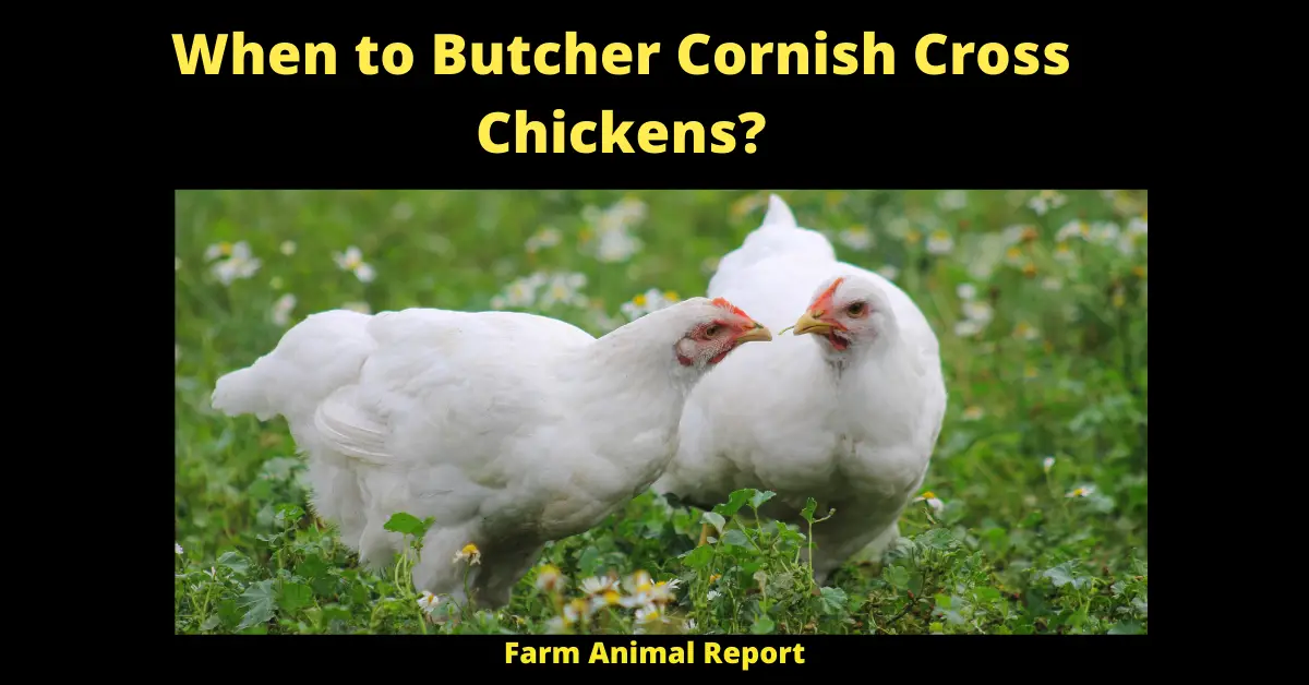 How Long do Cornish Cross Chickens Live? 2