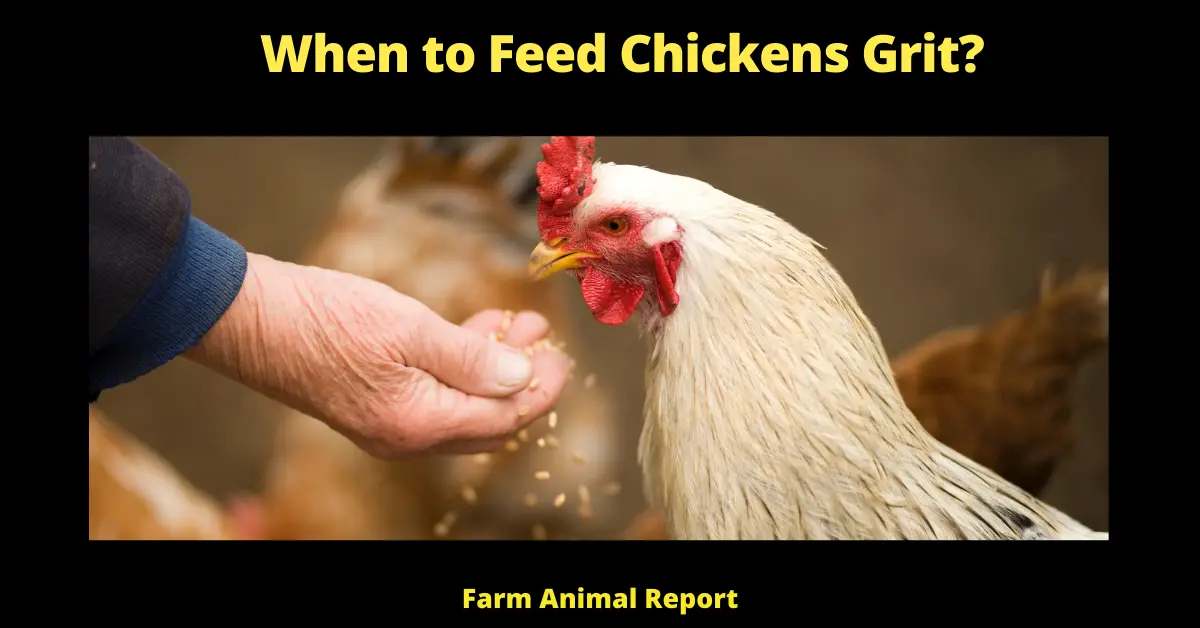 Grit for Chickens: When to Feed Chickens Grit? 1