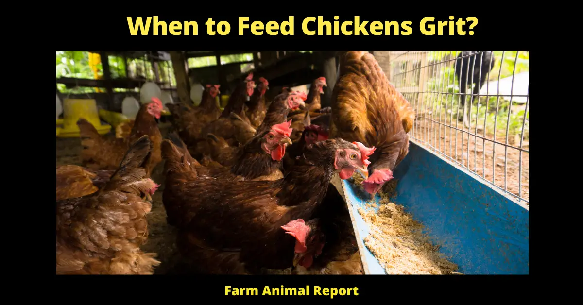 Grit for Chickens: When to Feed Chickens Grit? 4