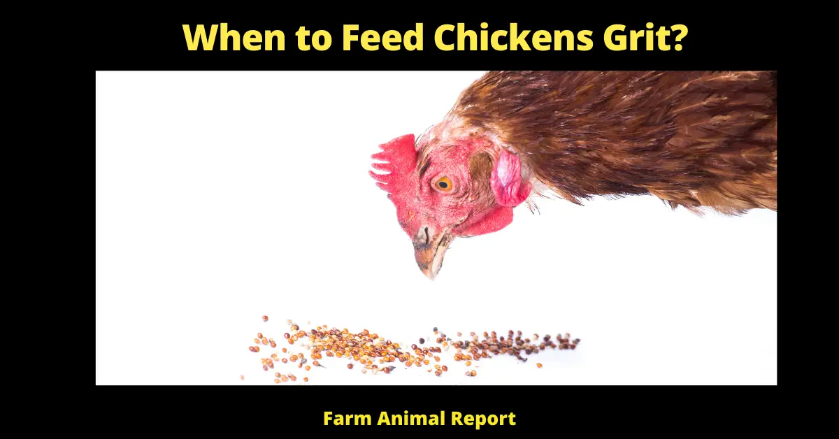 When to Feed Chickens Grit?