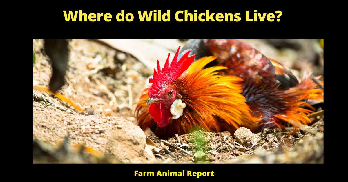 What do Chickens Wild Chickens Live? 2