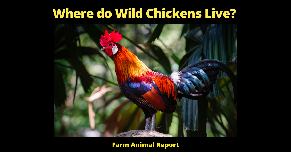 What do Chickens Wild Chickens Live? 3