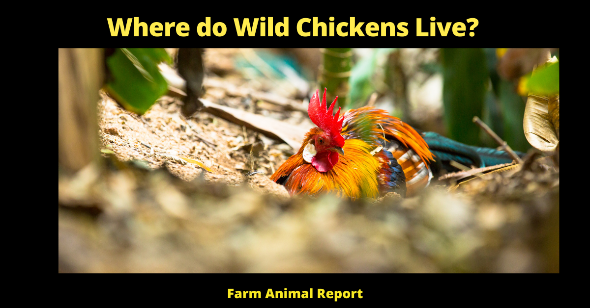 What do Chickens Wild Chickens Live? 1