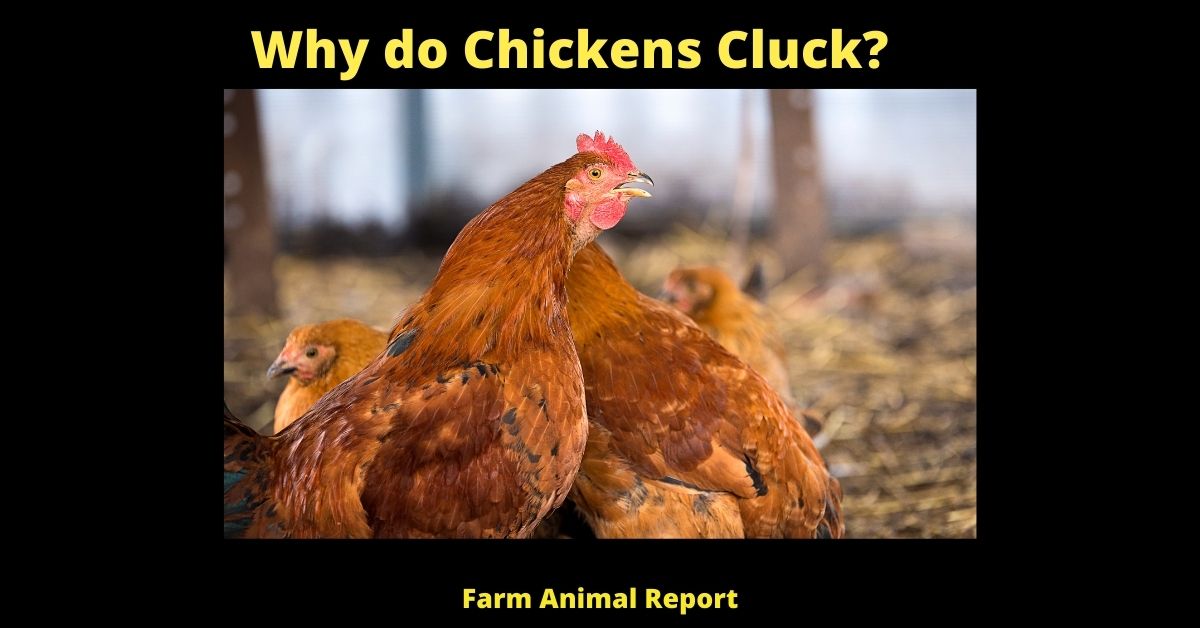Why do Chickens Cluck? (Understanding Chicken Language) 1