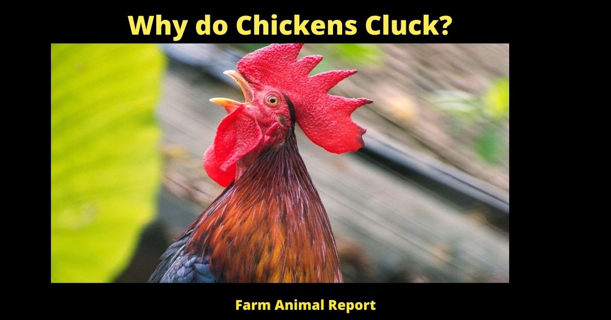 Why do Chickens Cluck? (Understanding Chicken Language) 2