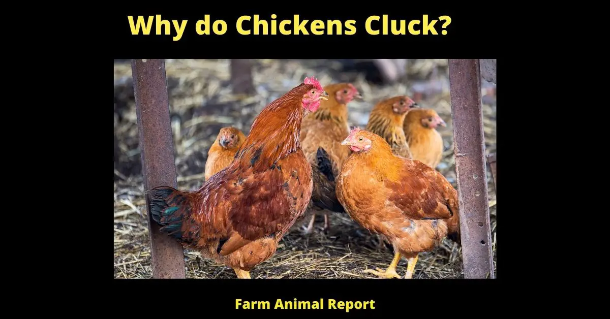 Why do Chickens Cluck? (Understanding Chicken Language) 3