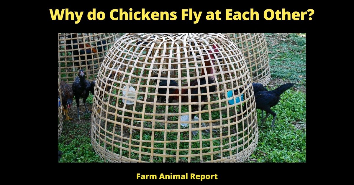 Why do Chickens Fly at Each Other | Flying Chicken | Chickens 1