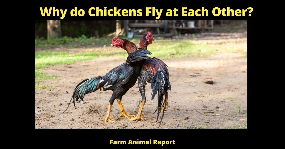 Why do Chickens Fly at Each Other?