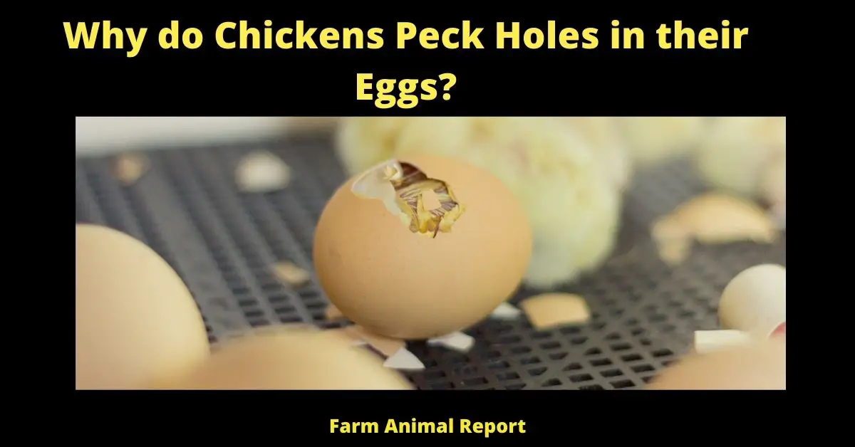 Why do Chickens Peck Holes in their Eggs? (16 Reasons for Chicken Cannibalism) 2