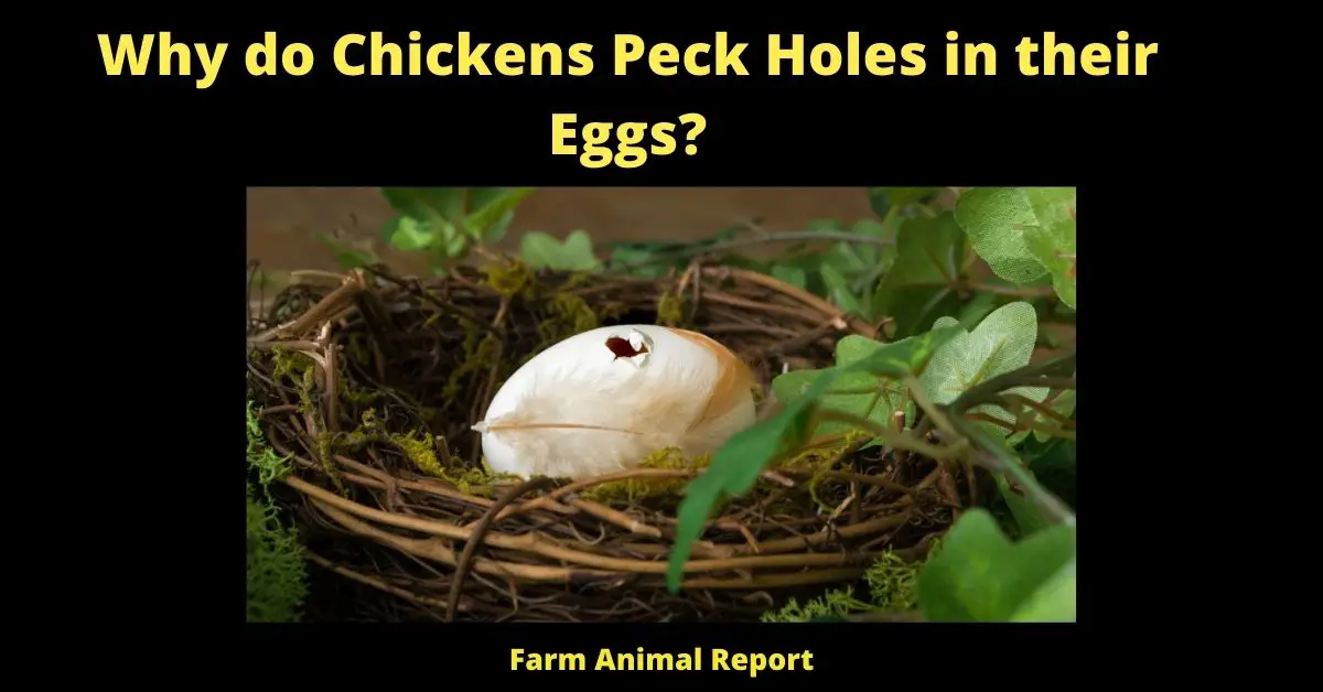 Why do Chickens Peck Holes in their Eggs? (16 Reasons for Chicken Cannibalism) 3
