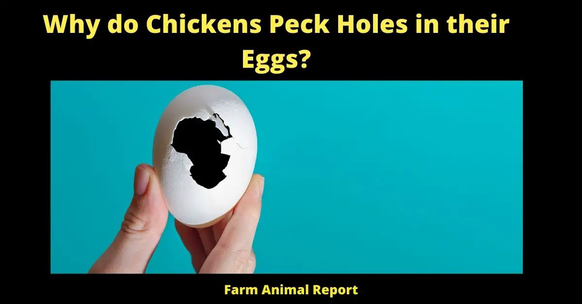 Why do Chickens Peck Holes in their Eggs?