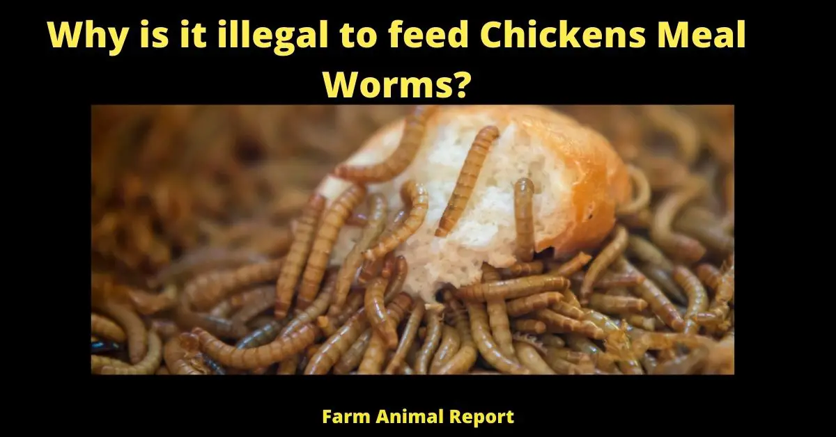 Why is it illegal to feed Chickens MealWorms? (Updated 2024) 1