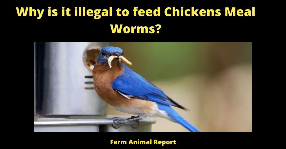 Why is it illegal to feed Chickens Meal Worms? (Updated 2022) 2