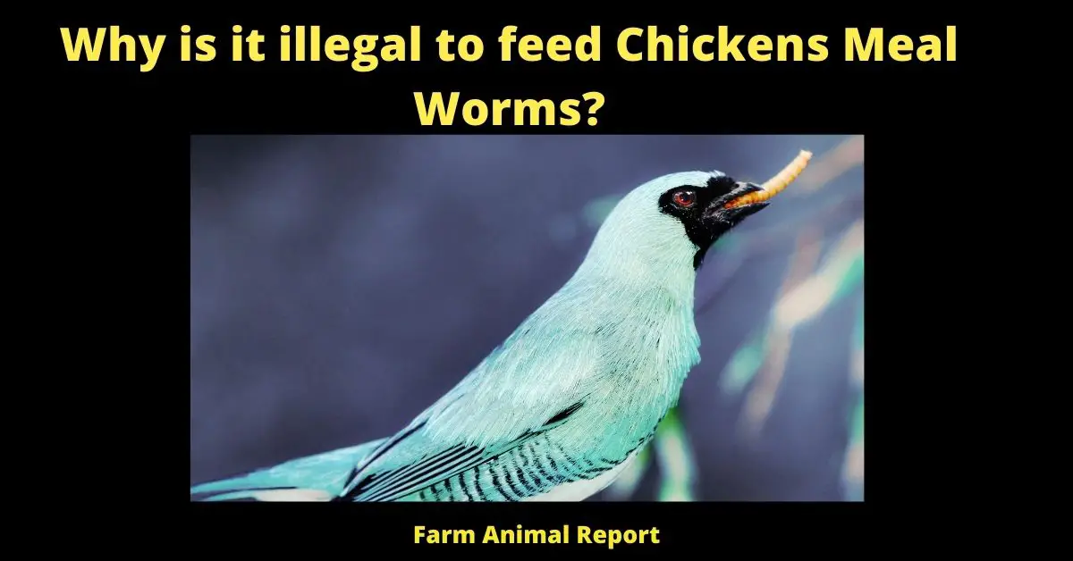 Why is it illegal to feed Chickens Meal Worms? (Updated 2022) 3