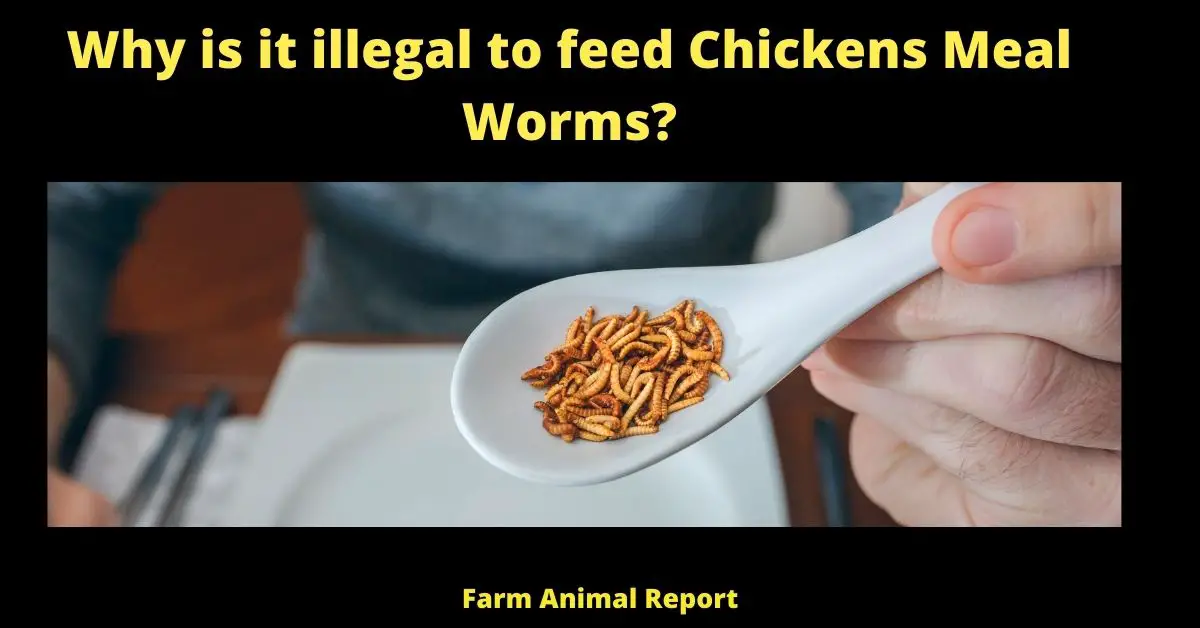 Why is it illegal to feed Chickens Meal Worms?
