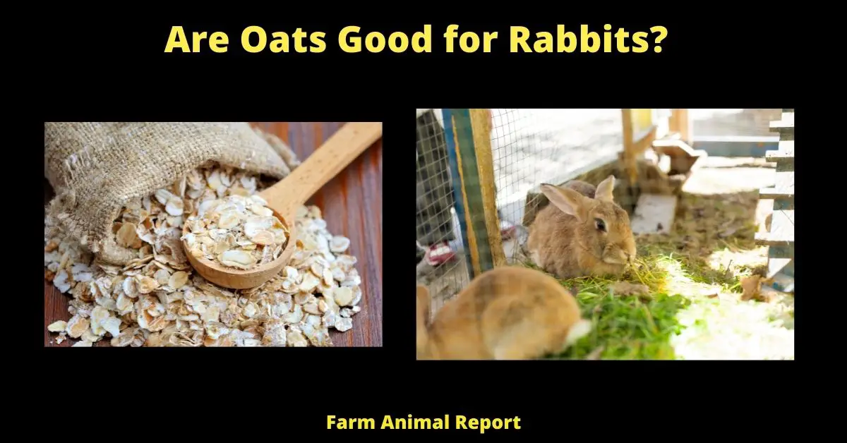 Can Rabbits Eat Oats| Oatmeal | Rabbits 1