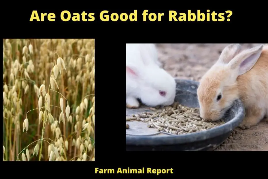 Are Oats Good for Rabbits?