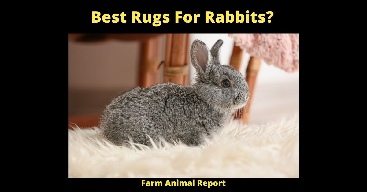 Best Rugs For Rabbits? (9 Types) 1