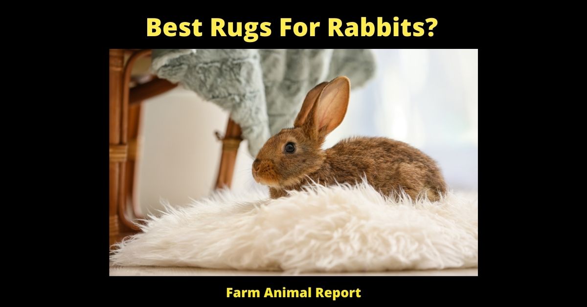 Best Rugs For Rabbits? (9 Types) 2