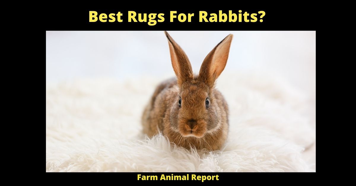 Best Rugs For Rabbits?