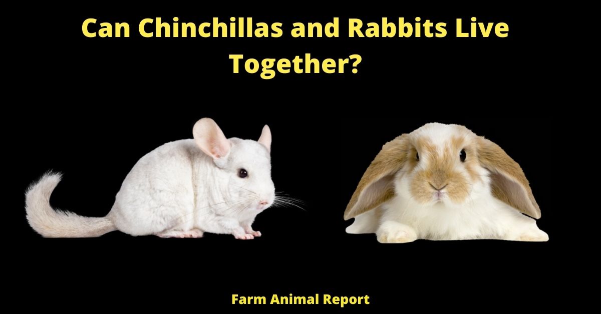 Can Chinchillas and Rabbits Live Together? (2023) 1