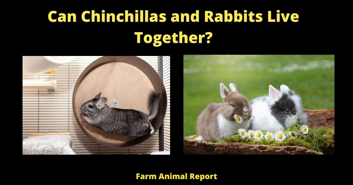 Can Chinchillas and Rabbits Live Together? (2022) 3