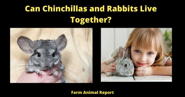 Can Chinchillas And Rabbits Live Together? (2024)