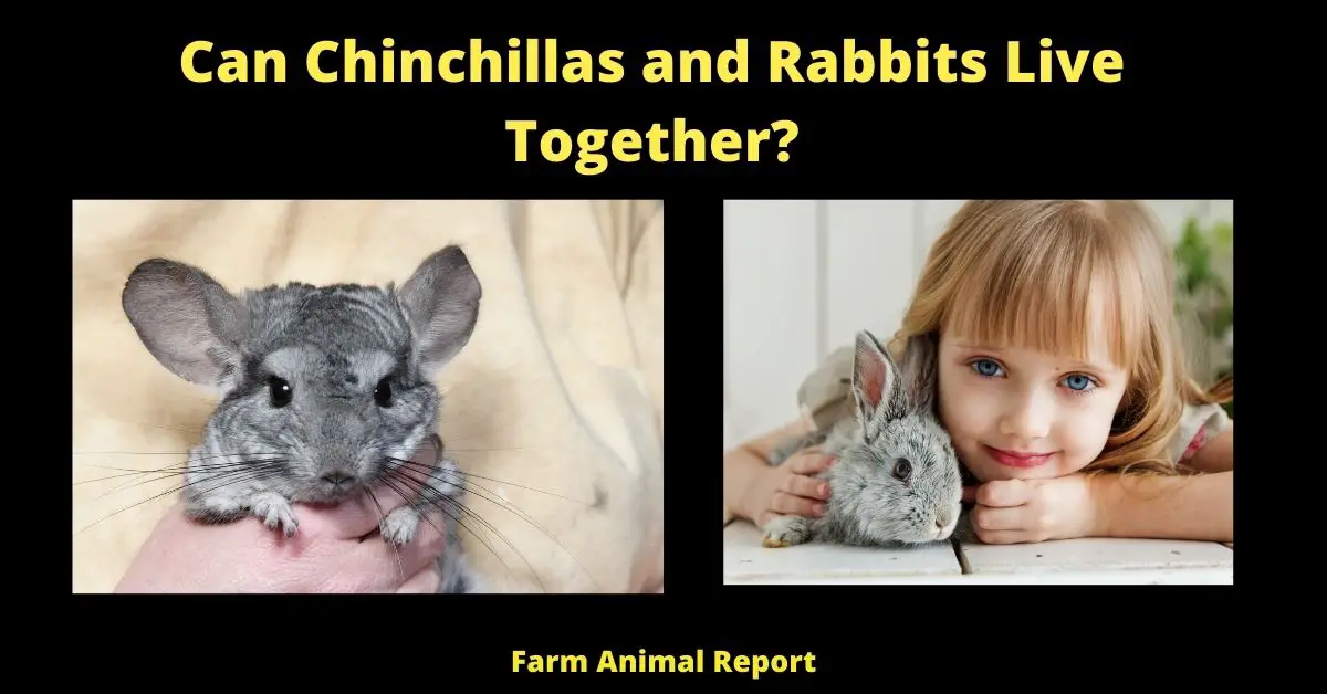 Can Chinchillas and Rabbits Live Together?