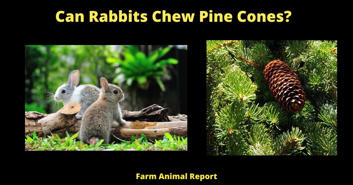 Can Rabbits Eat Pine Cones? 1