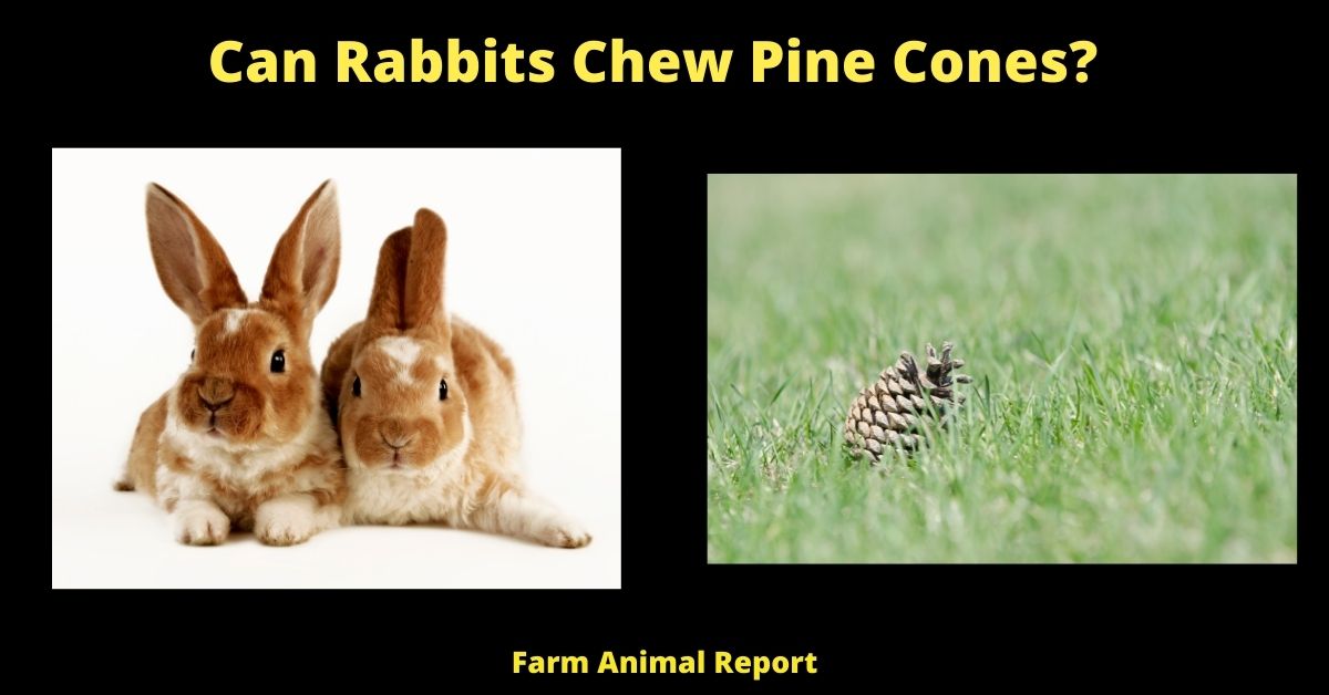 Can Rabbits Eat Pine Cones? 2