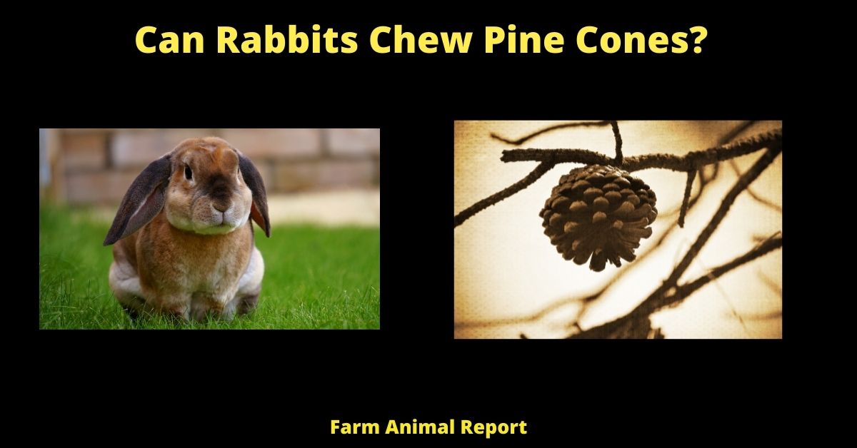Can Rabbits Eat Pine Cones? 3