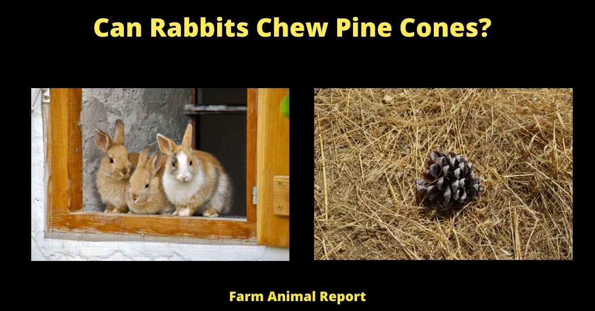 Can Rabbits Chew Pine Cones?