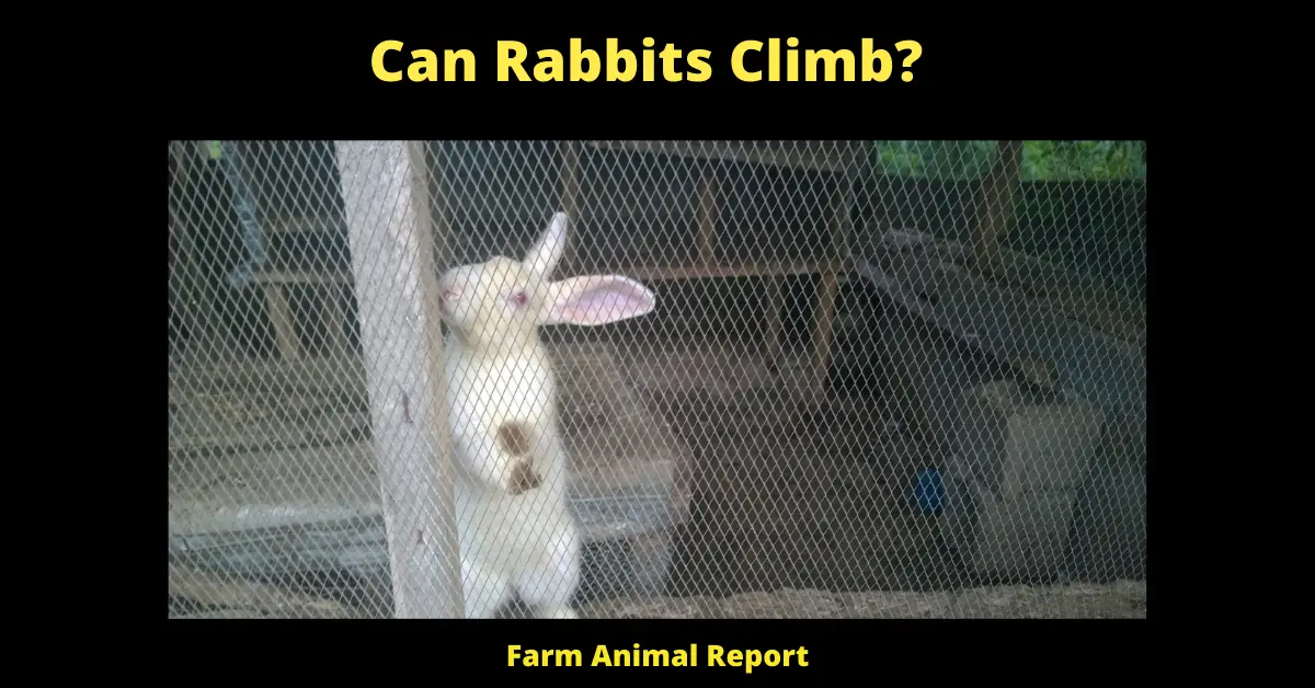 Do Rabbits Climb? 2