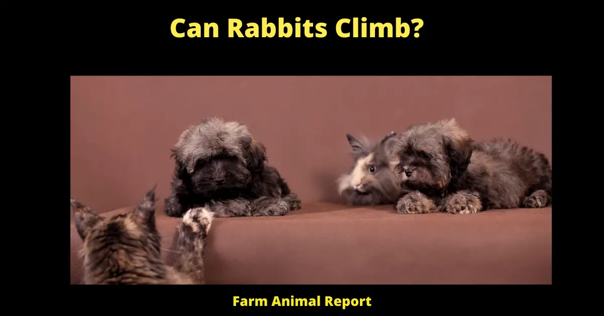 Do Rabbits Climb? 3