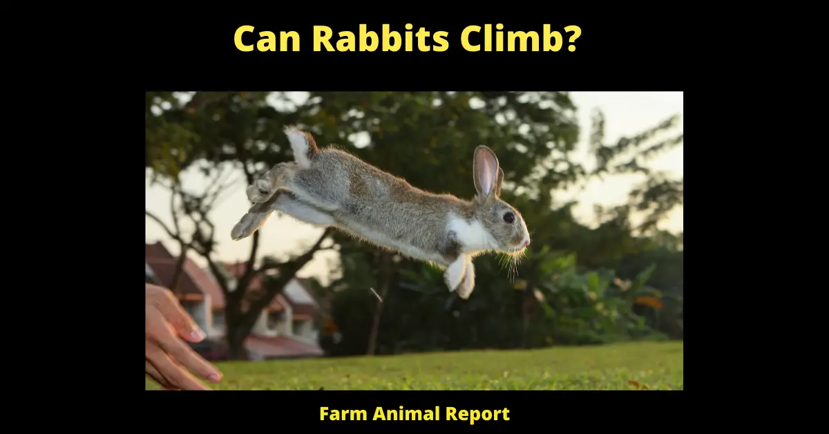 Do Rabbits Climb? 1