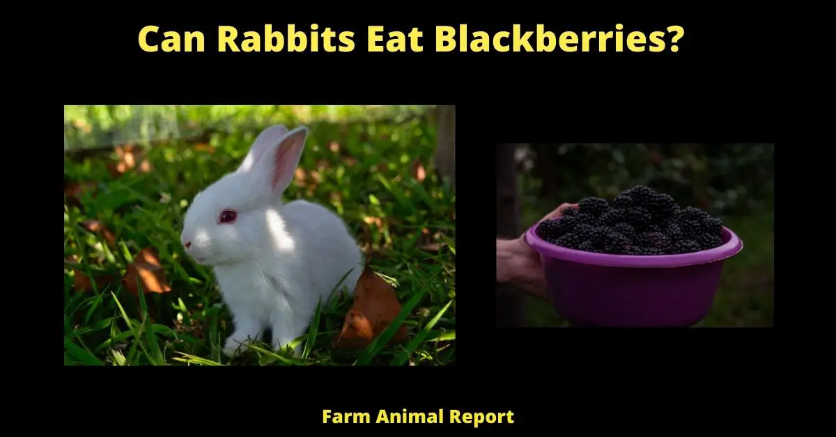Most people think of bunnies as gentle, pastoral creatures that stick to a diet of carrots and lettuce. However, these furry little animals are actually quite adaptable and can thrive on a wide variety of foods. Blackberries are a perfect example. Not only do they provide essential vitamins and minerals, but they also offer a delicious treat that your bunny is sure to love. When feeding blackberries to your bunny, it's important to start with just a few berries and see how they react. Some bunnies may be sensitive to the high sugar content and may develop diarrhea or other digestive issues. If your bunny seems to enjoy the blackberries and doesn't have any adverse reactions, then you can slowly start to increase the amount you give them. Remember, variety is the key to a healthy diet for your bunny - so be sure to mix up their food and let them enjoy the occasional blackberry treat.