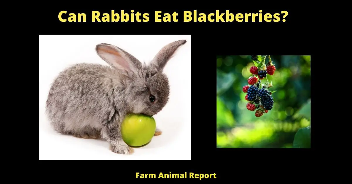Bunnies can have blackberries, but they should be fed in moderation. Blackberries are a good source of Vitamins A and C, as well as fiber. However, they also contain sugar, which can cause digestive problems for rabbits if they eat too many. When feeding blackberries to your bunny, make sure to remove the stem and leaves first. You can offer a few berries as a treat, or add them to your bunny's regular diet in small amounts. If you notice your bunny having diarrhea or loose stools after eating blackberries, reduce the amount you're feeding them or eliminate them from their diet altogether.