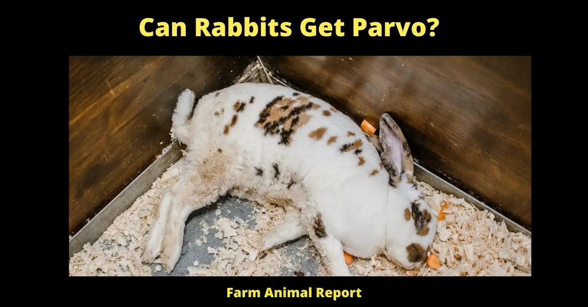 Can Rabbits Get Parvo? 1