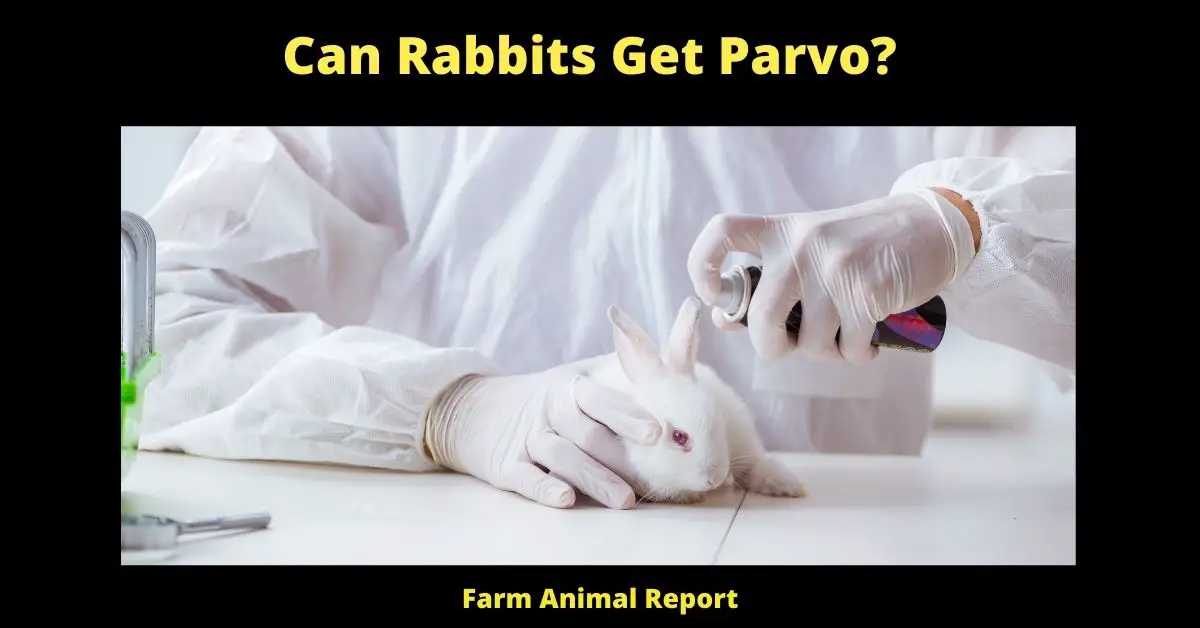 Can Rabbits Get Parvo? 2