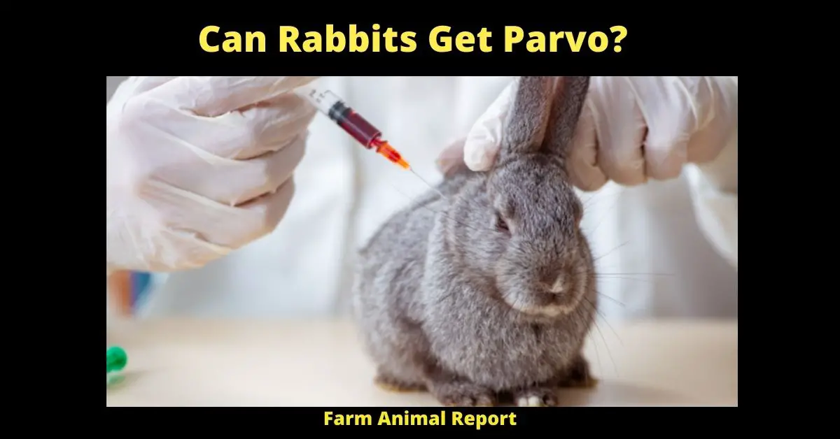 Can Rabbits Get Parvo?
