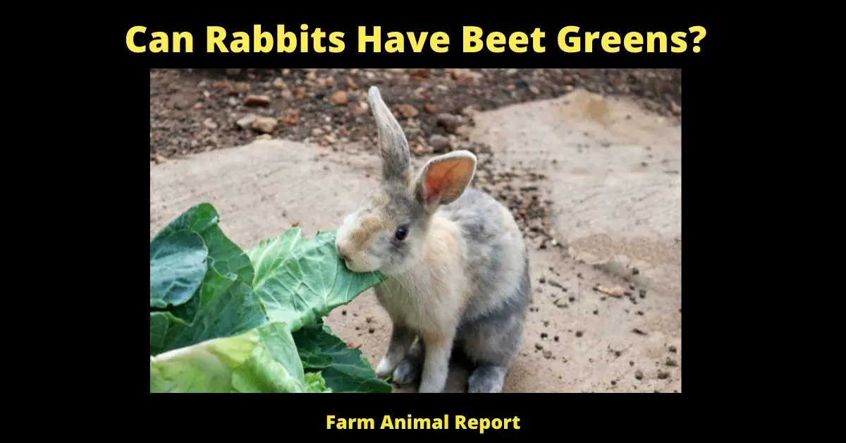 13 Easy Facts - Can Rabbits Eat Beet Greens? 1