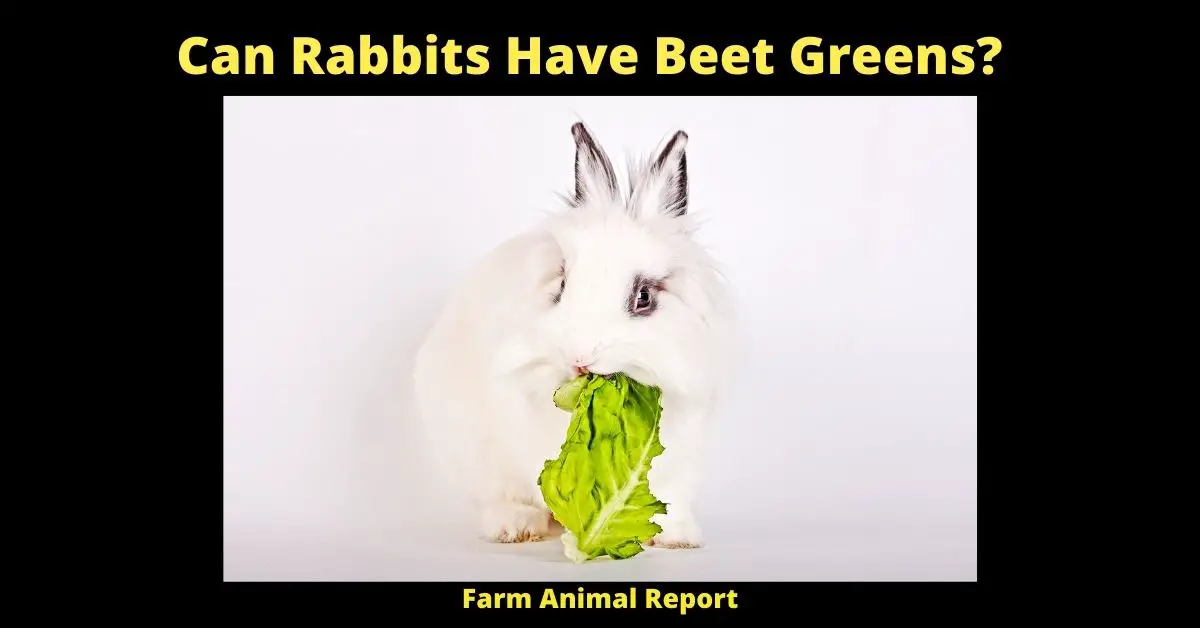Can Rabbits Eat Beet Leaves