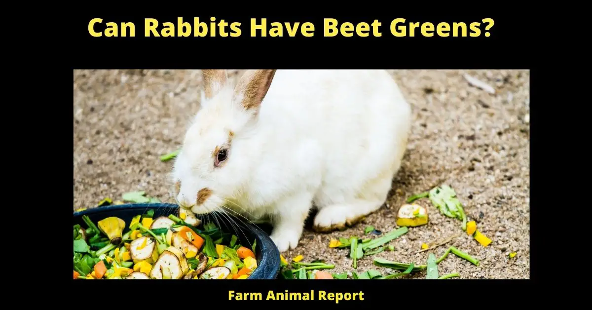 Can Rabbits Have Beet Greens?