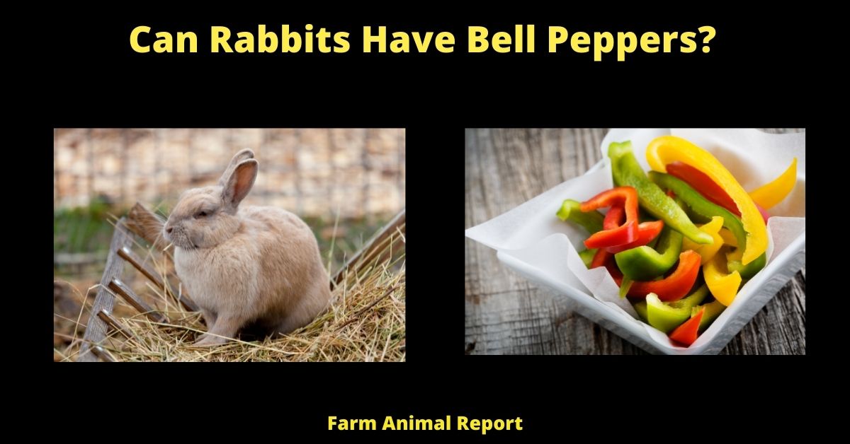 Can Rabbits Eat Yellow Peppers? ( Tasty and Healthy) 1
