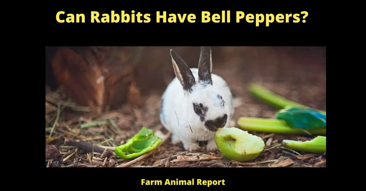 Can Rabbits Have Bell Peppers?